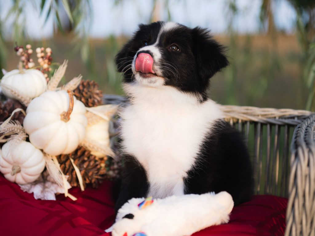 Border Collie puppy for sale in Tampa.