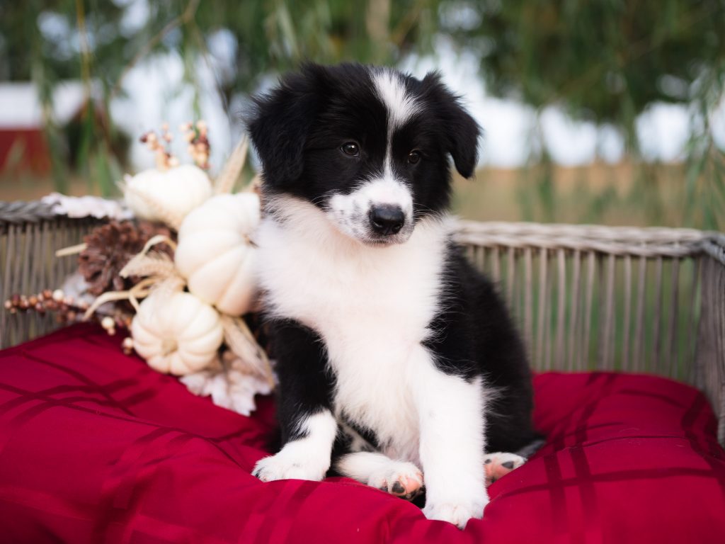 Border Collie puppy for sale in Jacksonville.