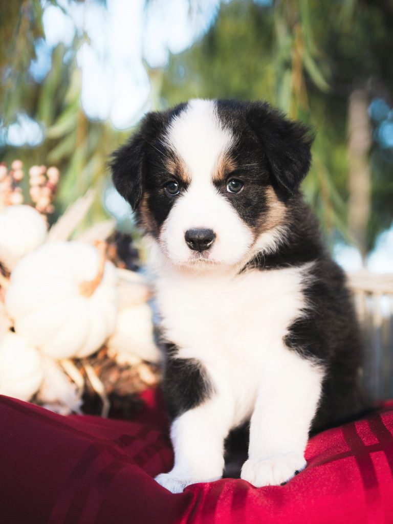 Border Collie puppy for sale in Florida.