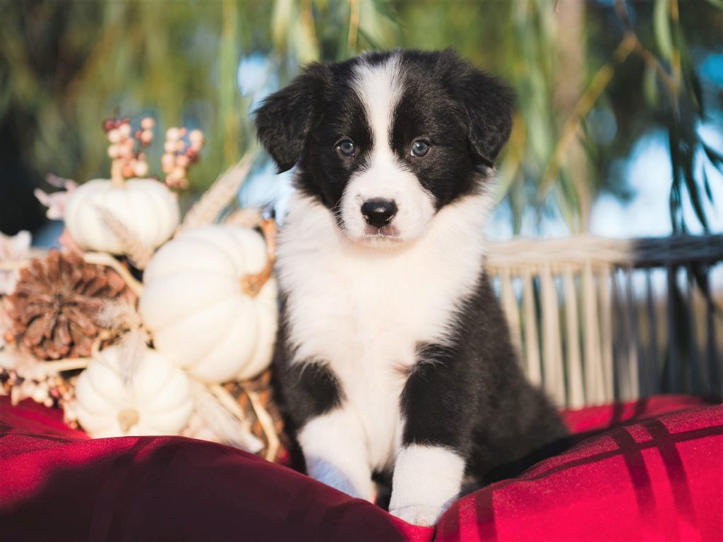 Border Collie puppy for sale in Ocala.