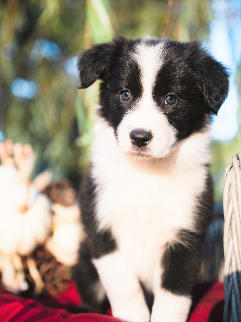 Border Collie puppy for sale in Orlando.