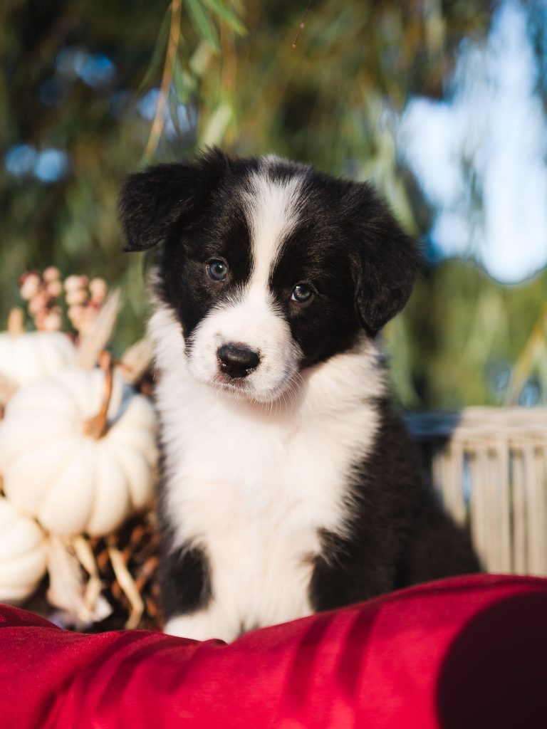 Border Collie puppy for sale in Tampa.