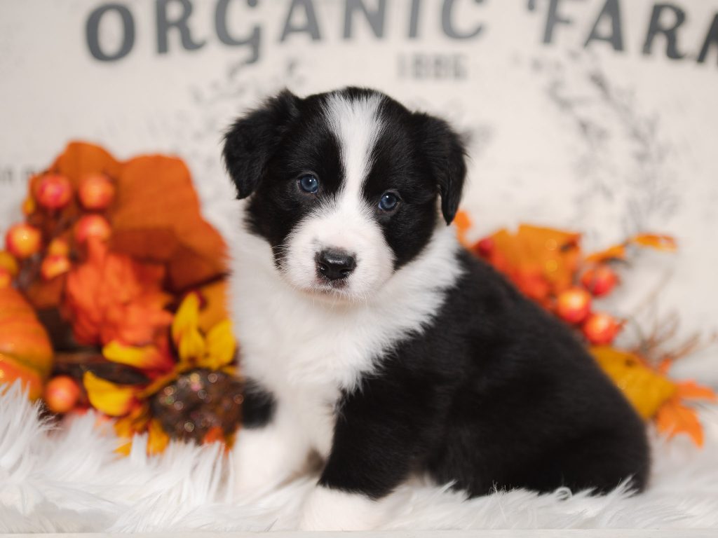 Polly Pocket, a black and white female border collie puppy for sale in Florida.