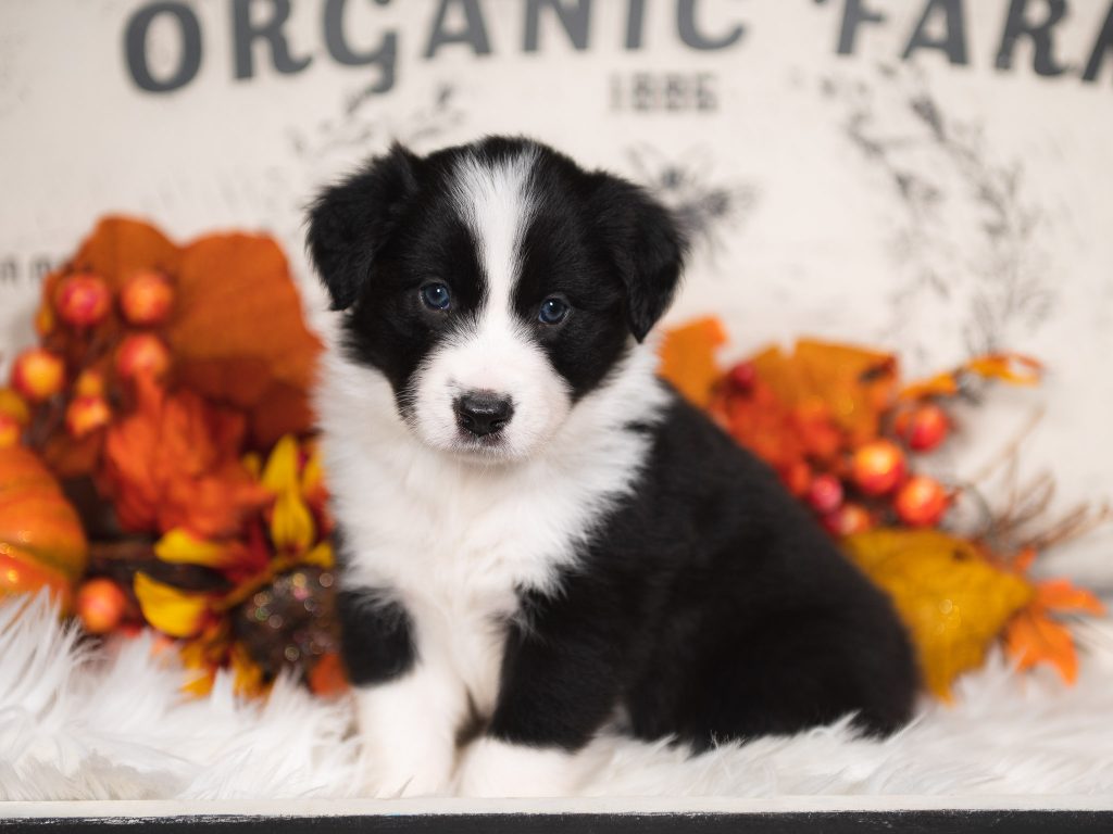 Polly Pocket, a black and white female border collie puppy for sale in Florida.