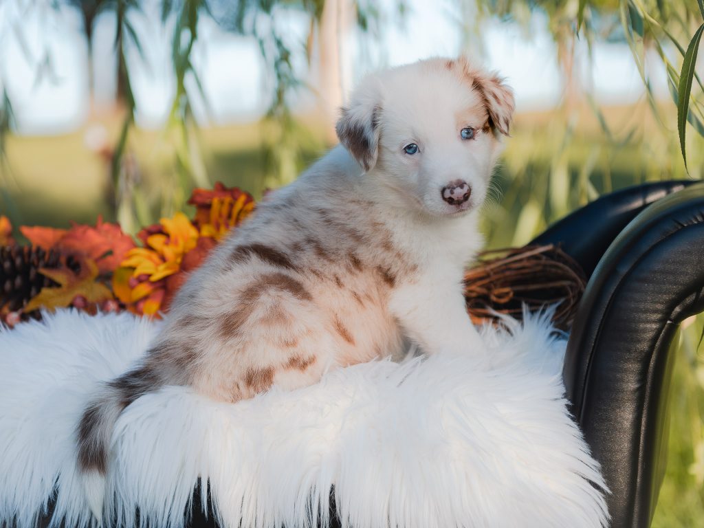 Red merle male border collie puppy for sale in Florida.