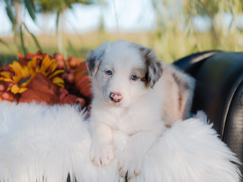 Red merle male border collie puppy for sale in Georgia.