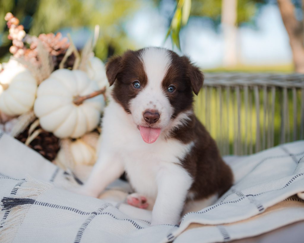 Red and white border collie puppy for sale in Alabama.