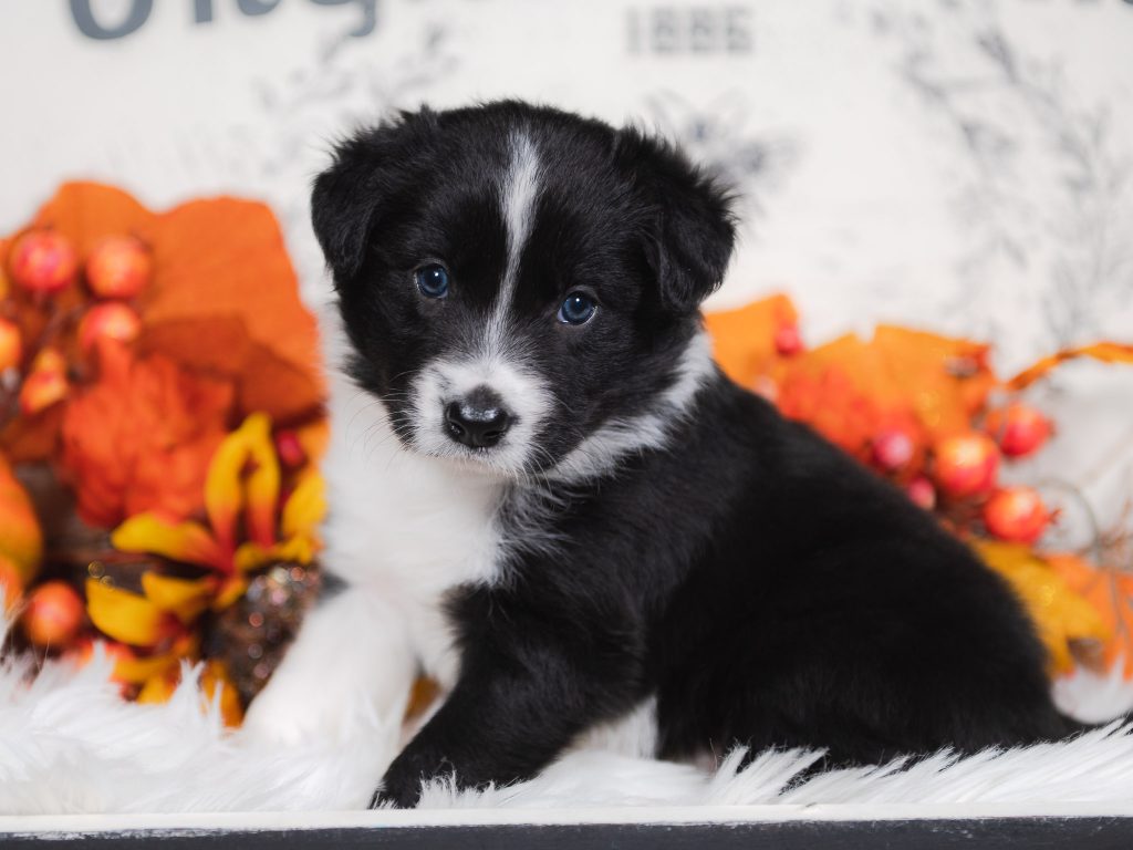 Slinky, a black and white female border collie puppy for sale in Florida.