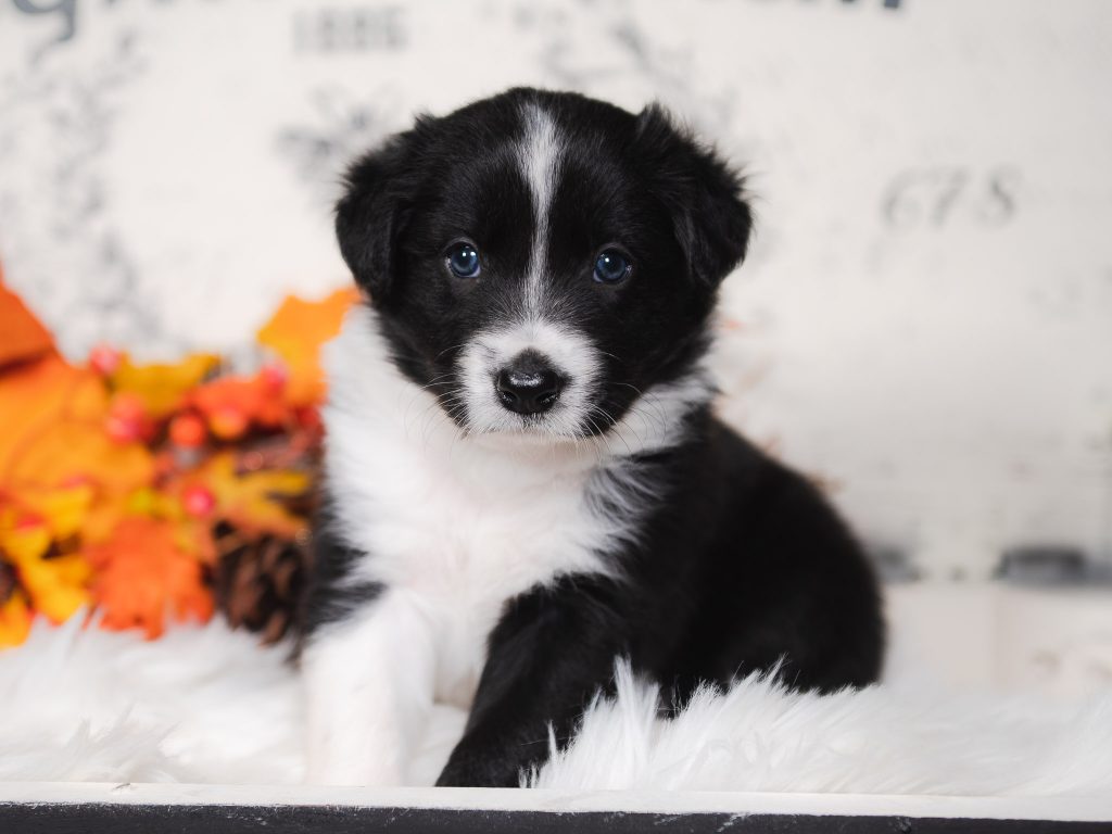 Slinky, a black and white female border collie puppy for sale in Florida.