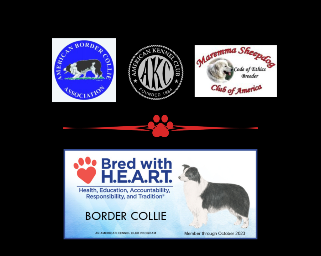 2J 2K Border Collies, ABCA Code of Ethics Breeder, AKC Bred with Heart Breeder, Maremma Sheepdog Code of Ethics Breeder