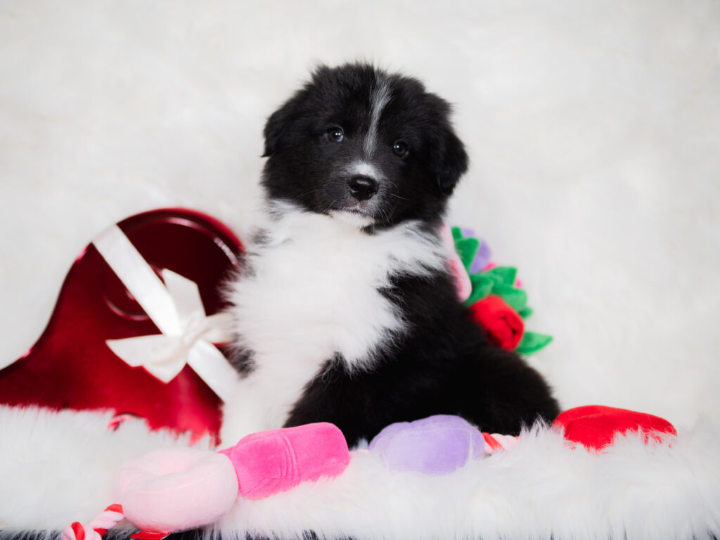 Black and white Border Collie puppy for sale in Missouri.