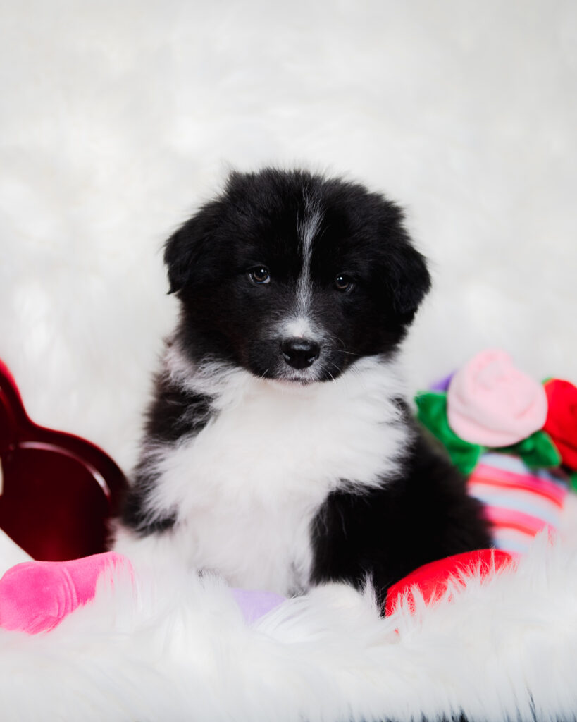 Black and white Border Collie puppy for sale in Missouri.