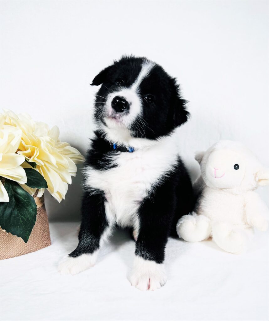 Border Collie Puppy For Sale in Missouri.