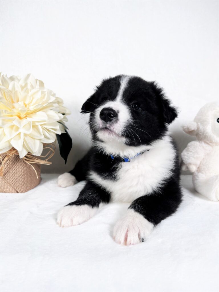 Border Collie Puppy For Sale in Miami.