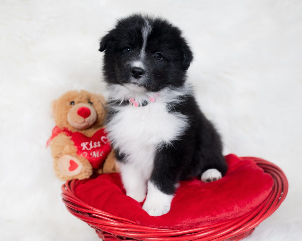 Border Collie puppy for sale in Illinois.
