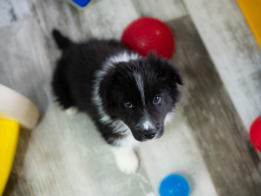Border Collie puppy for sale in Missouri (10)