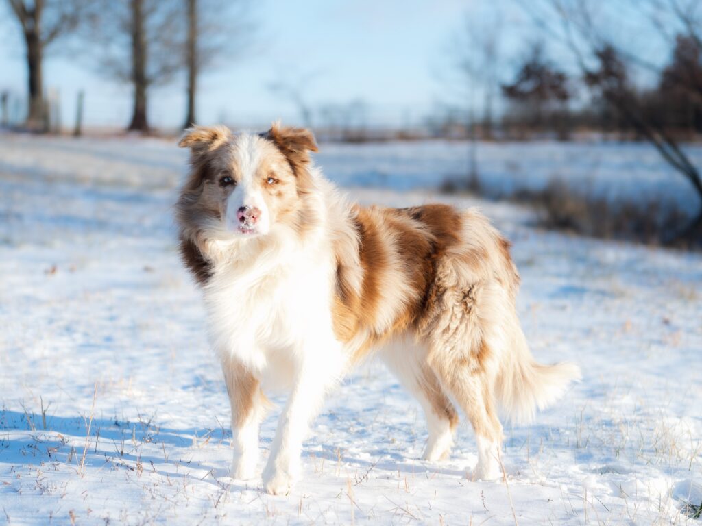 Red merle Border Collie