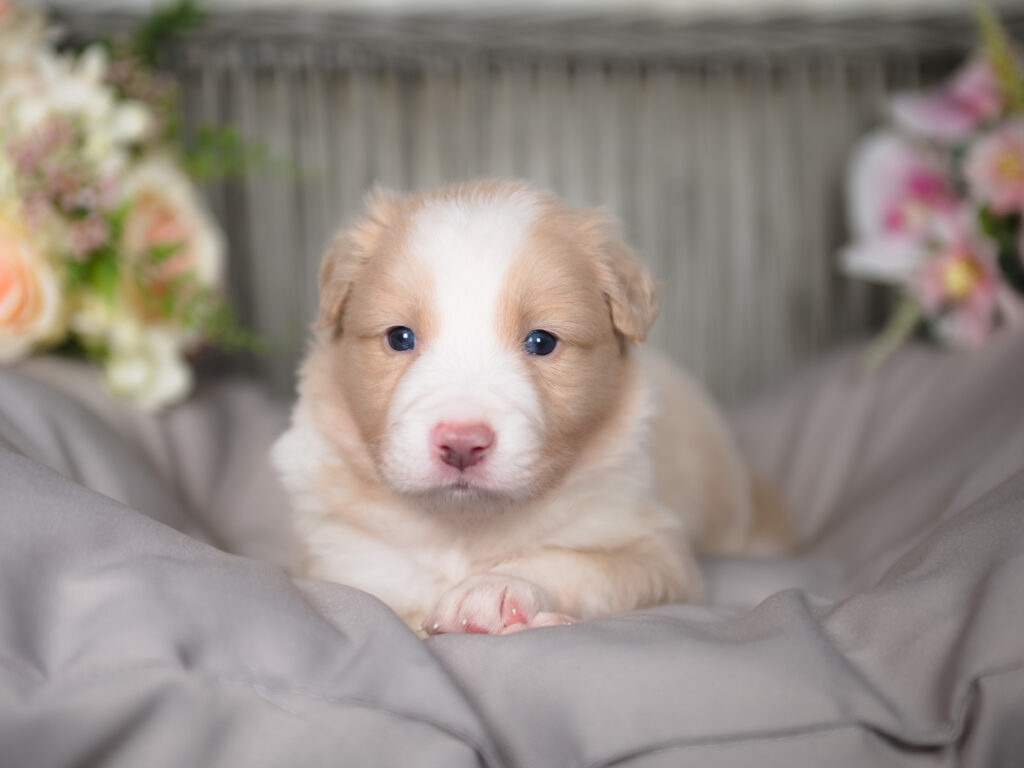 A gold and white Border Collie puppy for sale in Colorado.
