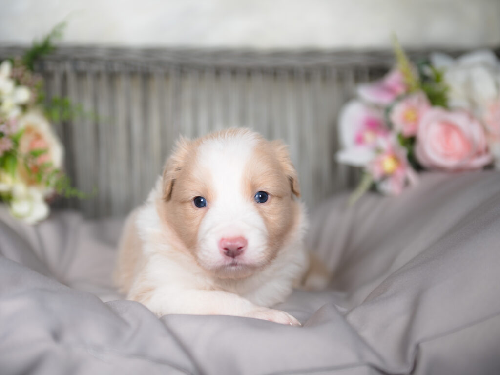 A gold and white Border Collie puppy for sale in Colorado.