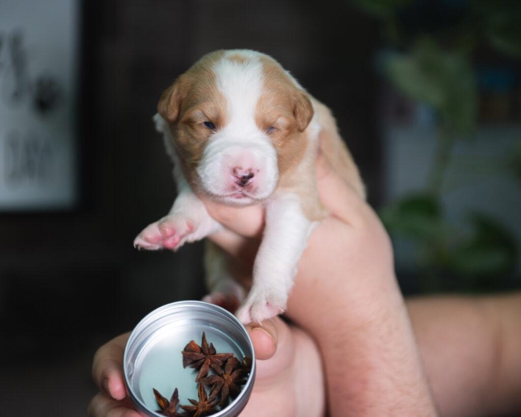 A gold and white Border Collie puppy for sale in New Jersey.