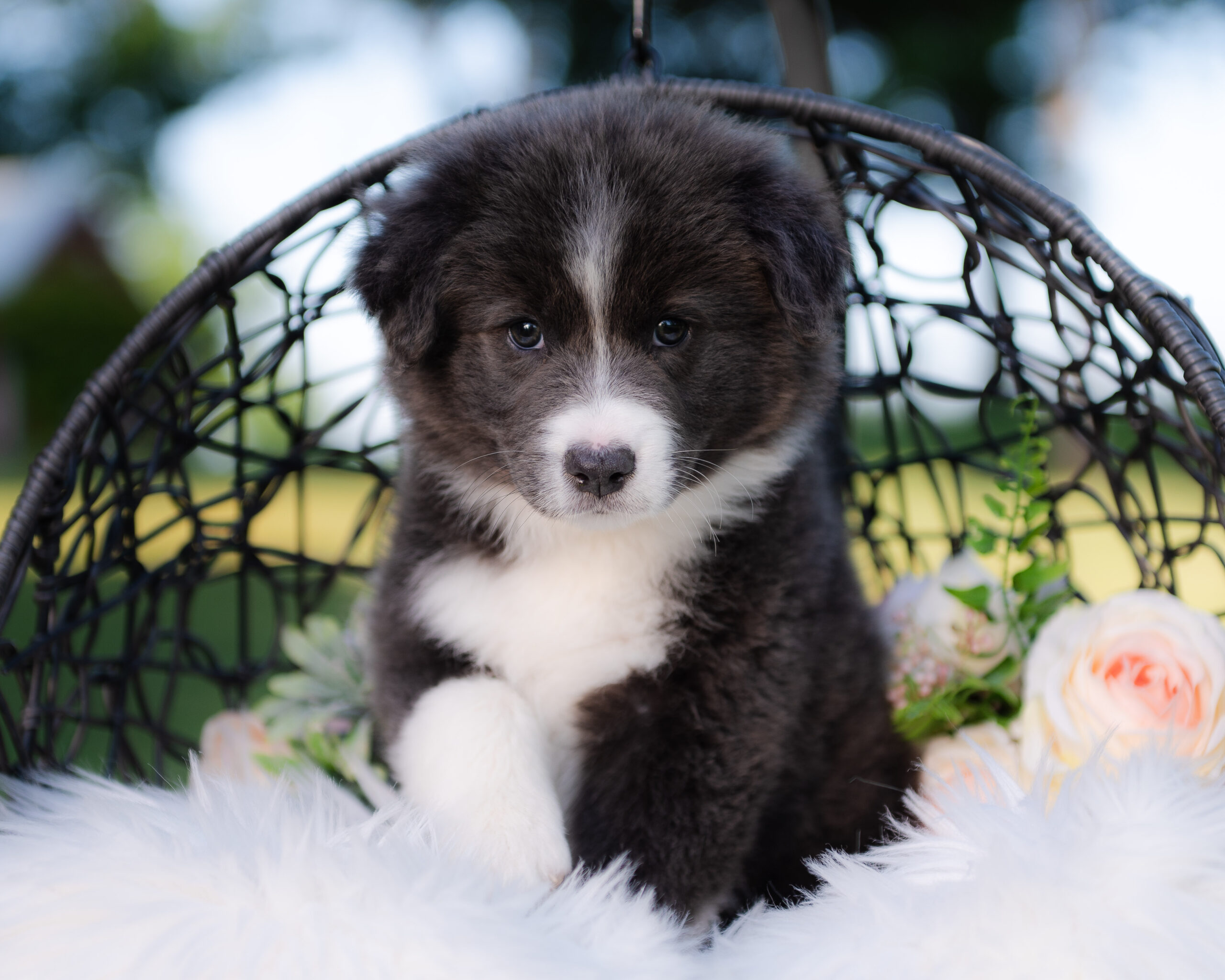 Blue and white Border Collie puppy for sale in Florida.
