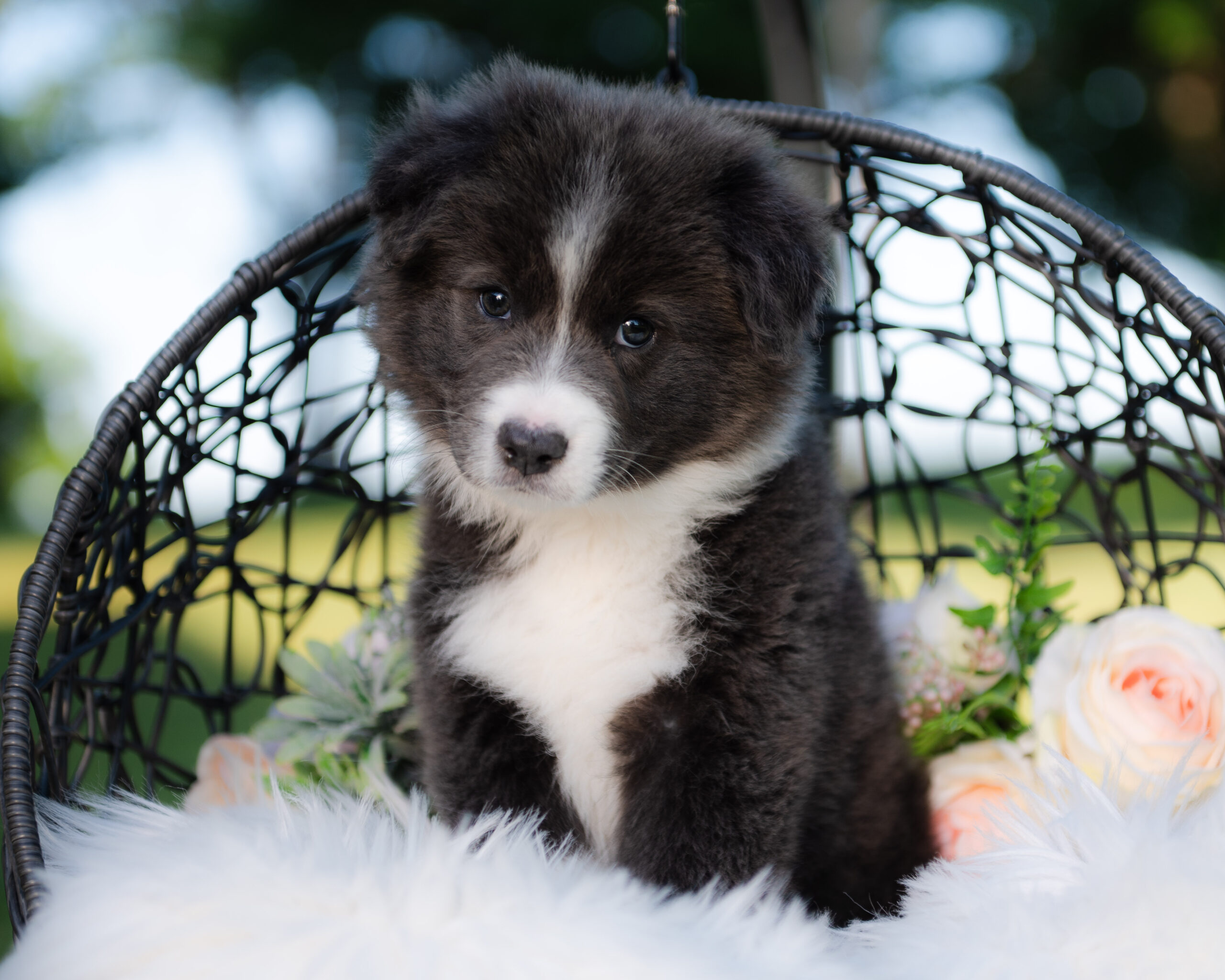 Blue and white Border Collie puppy for sale in Florida.