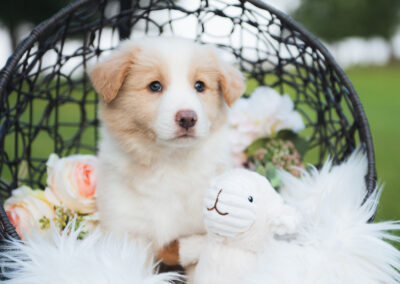 ~ Rafiki ~ A Gold & White Border Collie Puppy