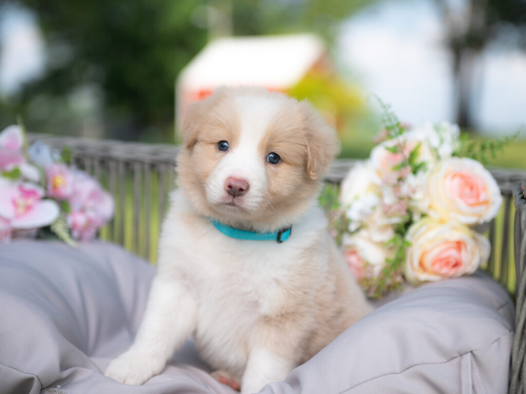 Border Collie puppy for sale in Georgia.