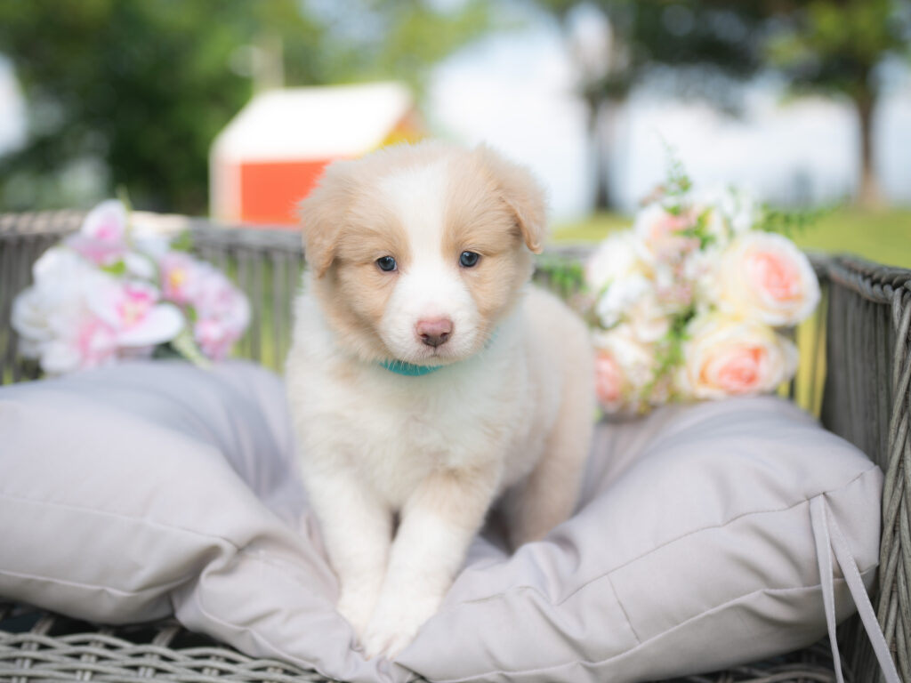 Border Collie puppy for sale in Georgia.
