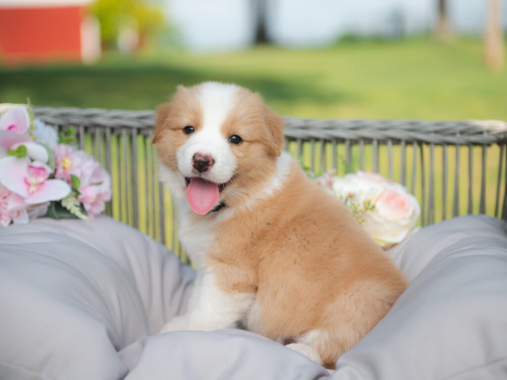 Gold Border Collie Puppy for sale in Florida.