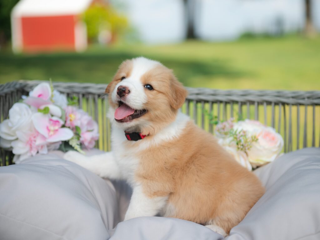 Gold Border Collie Puppy for sale in Florida.