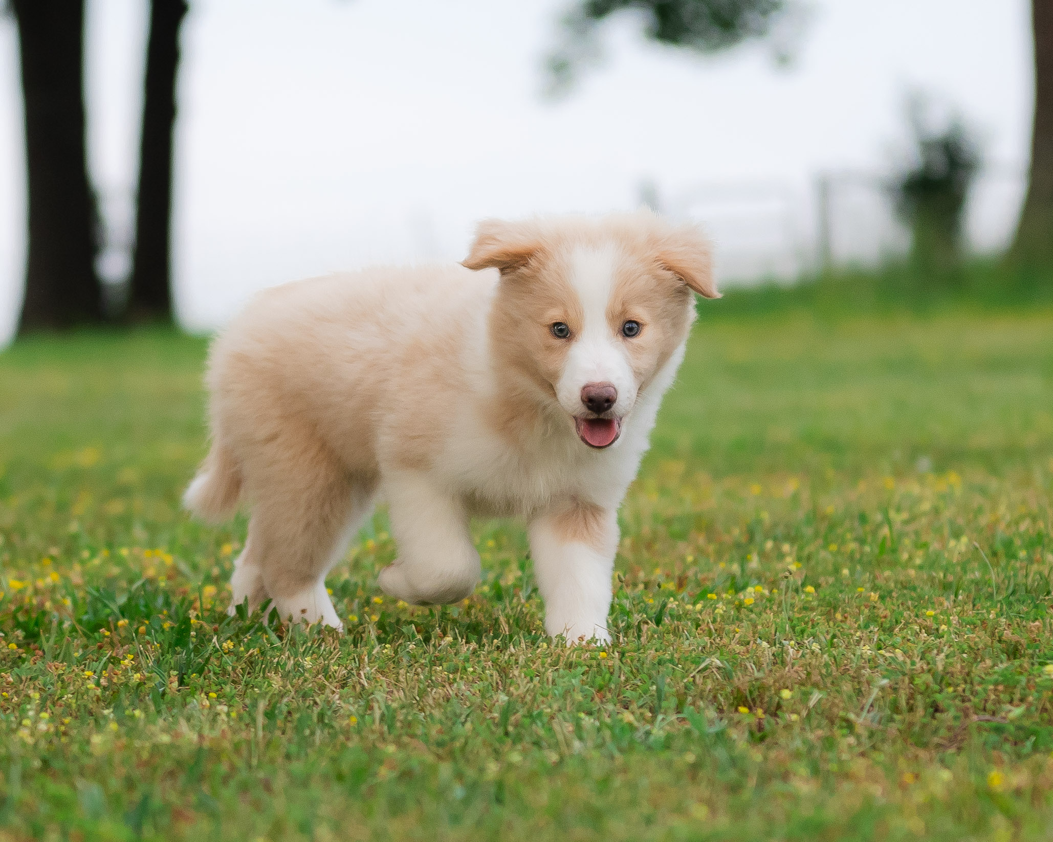 Gold and white Border Collie for sale in Missouri.