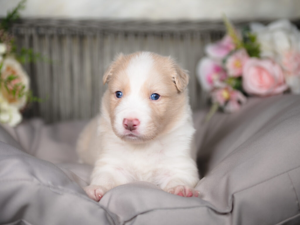 Gold and white Border Collie puppy for sale in California.