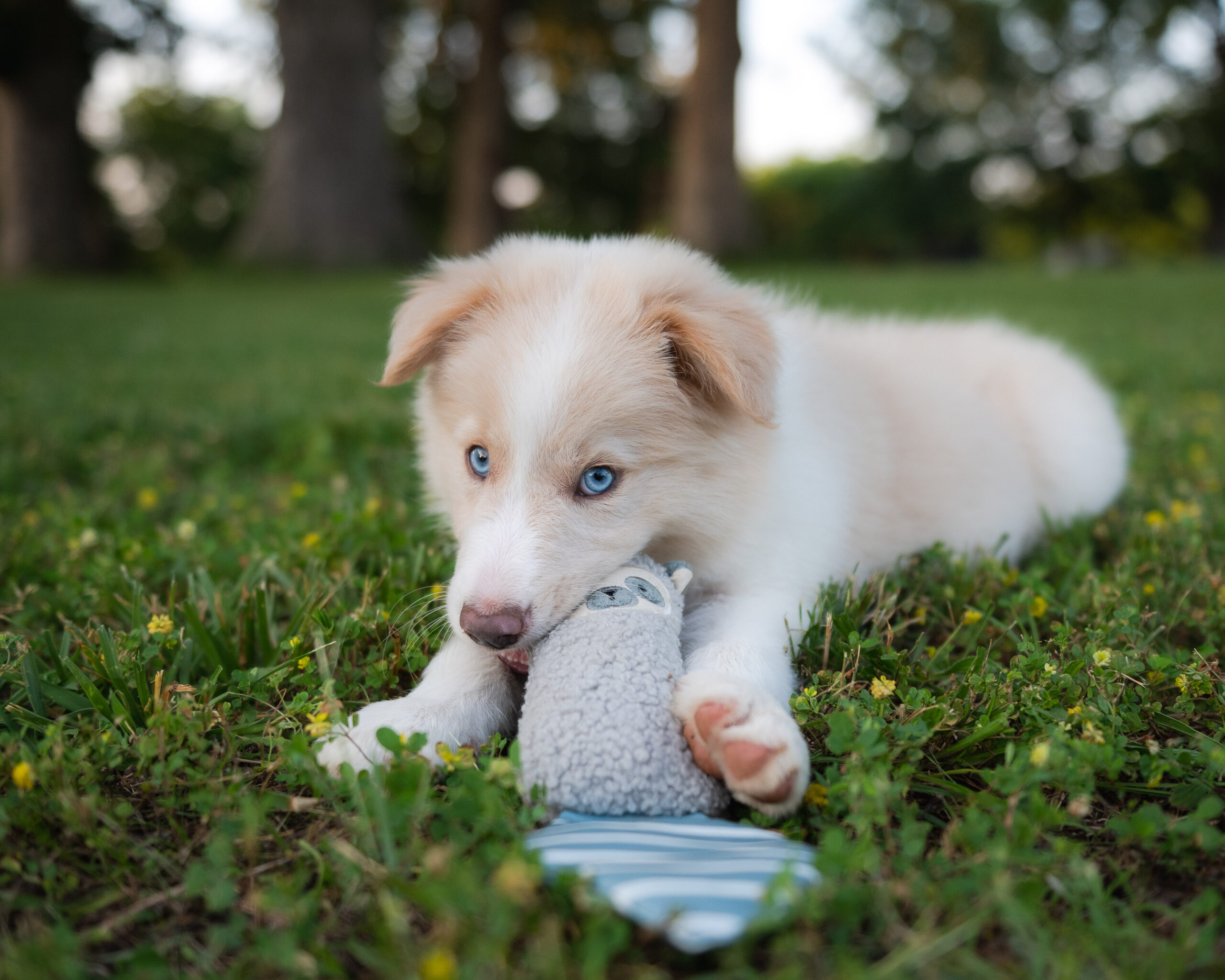 Gold male Border Collie puppy for sale in Florida.