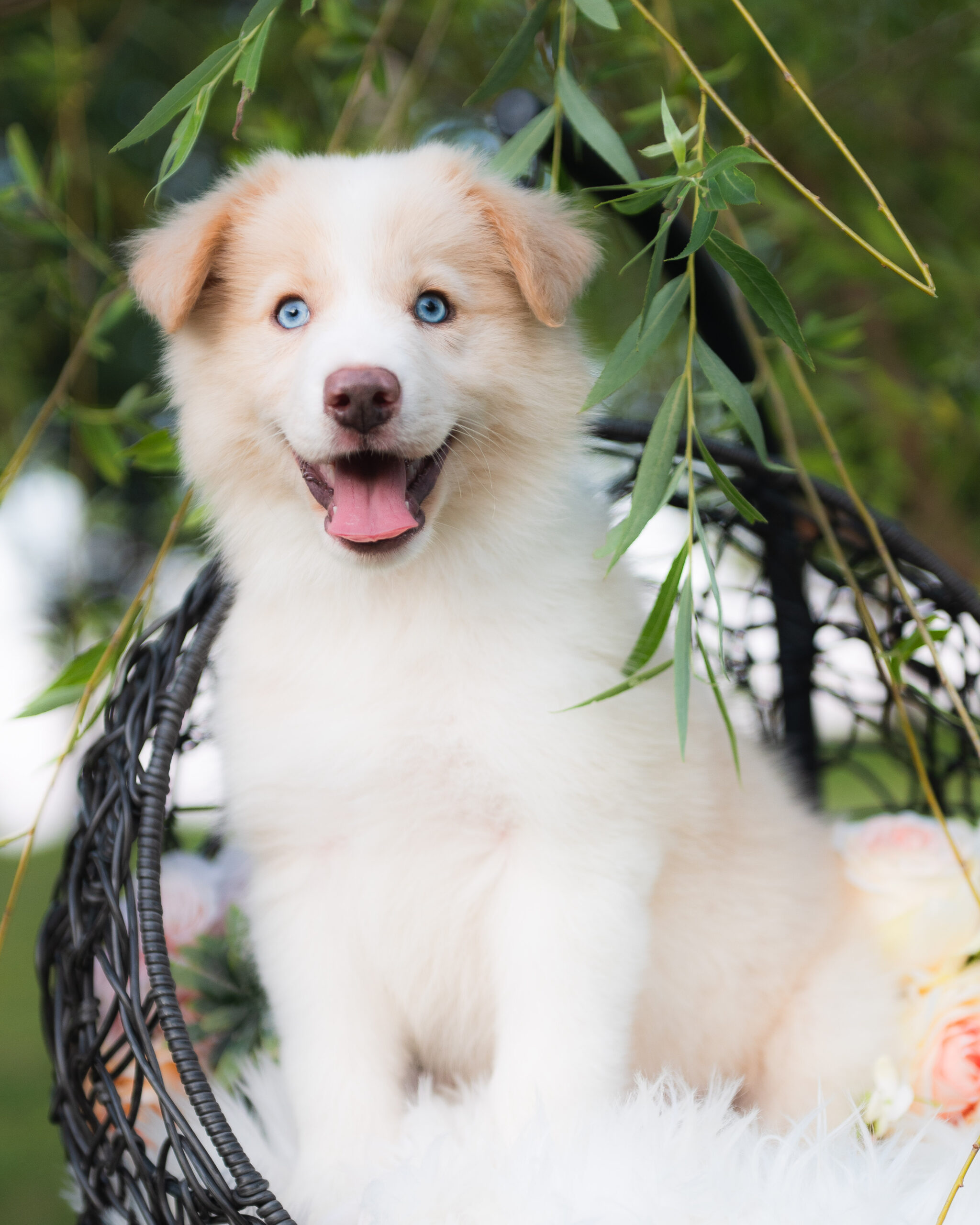 Gold male Border Collie puppy for sale in Florida.