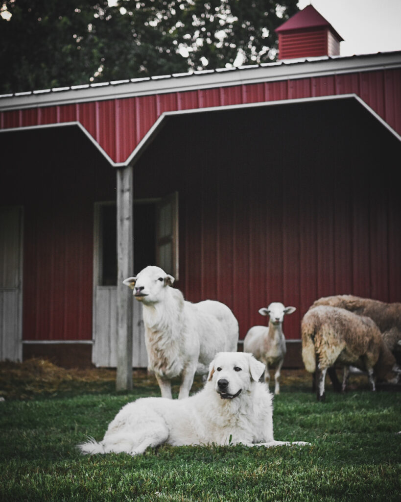 Maremma Sheepdog guarding his Katahdin rams.