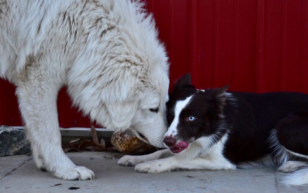 Maremma Sheepdog puppies for sale in Missouri. Glacier and Jake the border collie share puppy kisses.