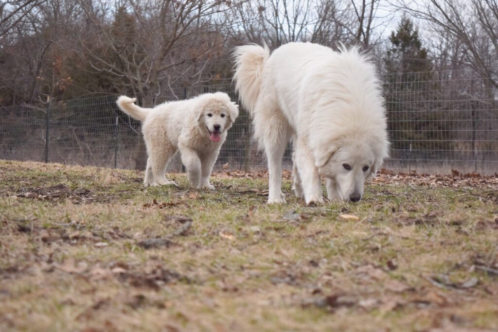 Maremma Sheepdog teaching a puppy to guard on a farm.