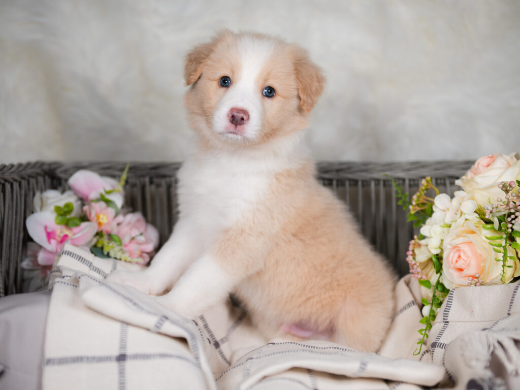 Rafiki is a gold Border Collie puppy for sale in Florida.
