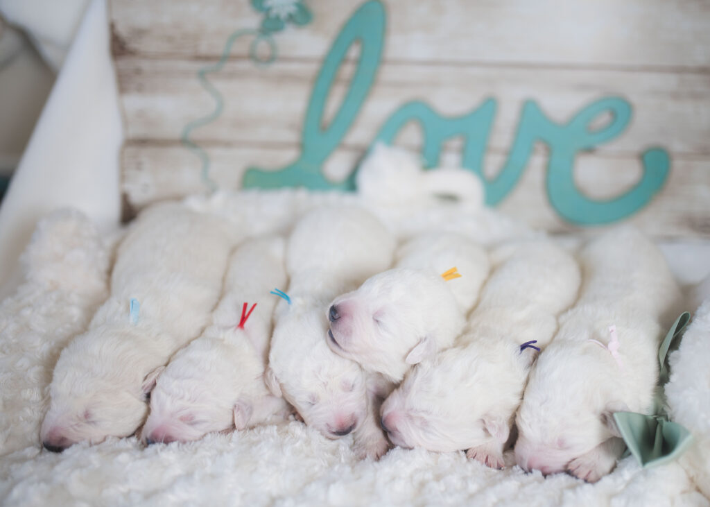 Maremma Sheepdog puppies for sale in Florida.