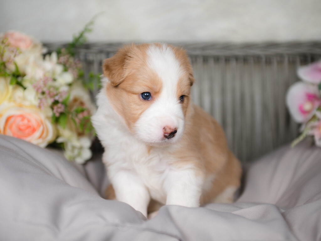 Zazu, a gold and white male Border Collie puppy.