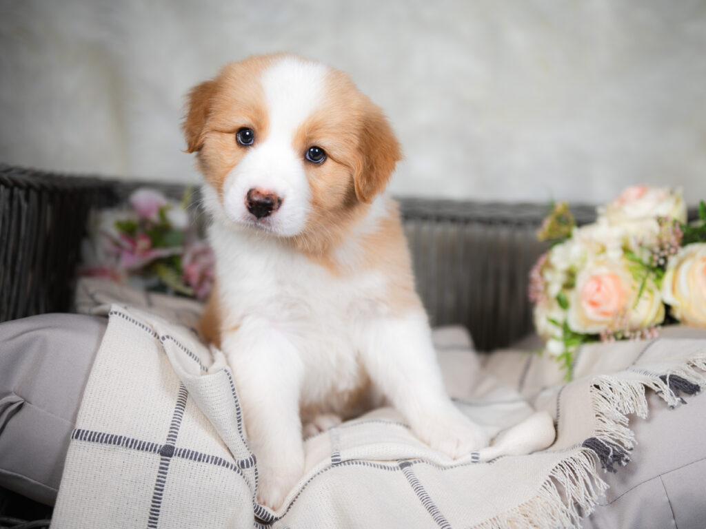 Zazu is a gold Border Collie puppy for sale in Florida.