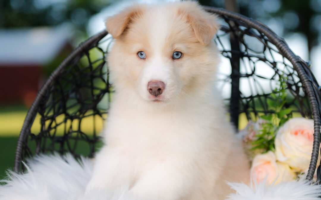 ~ Pumbaa ~ A Gold & White Male Border Collie Puppy