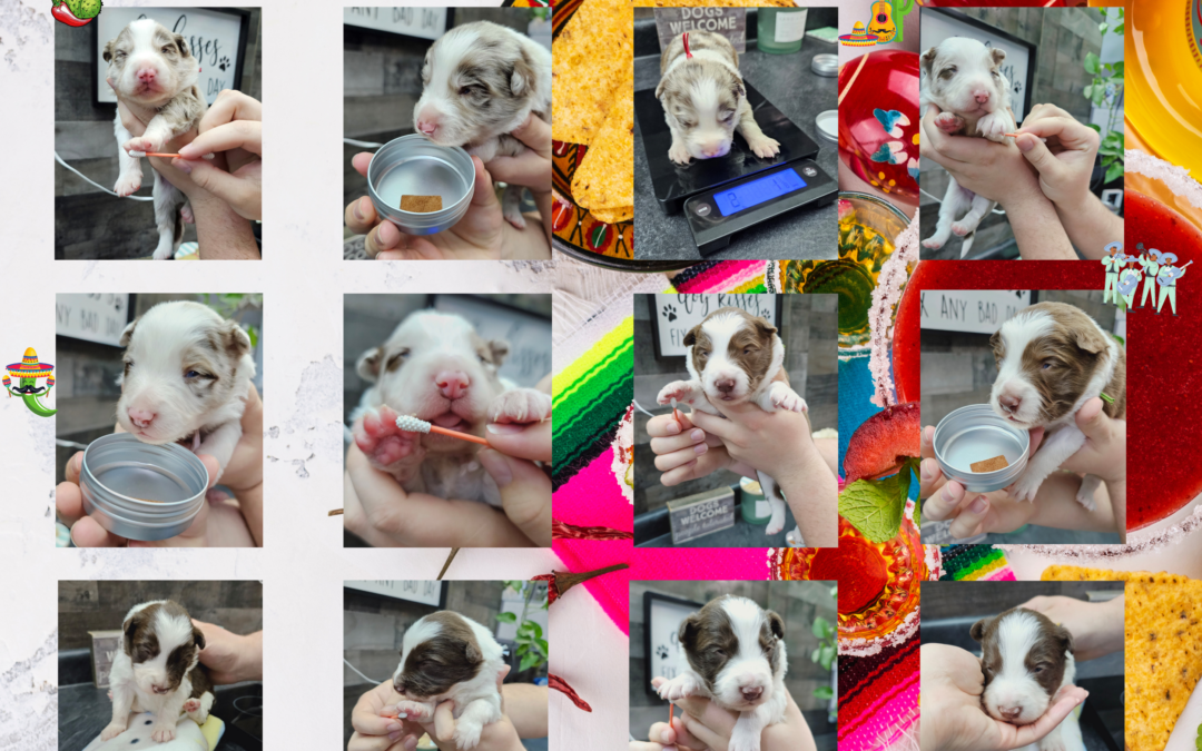 Click Here To Watch Us Grow! The Cinco de Mayo (Previous) Litter Border Collie Puppy Videos