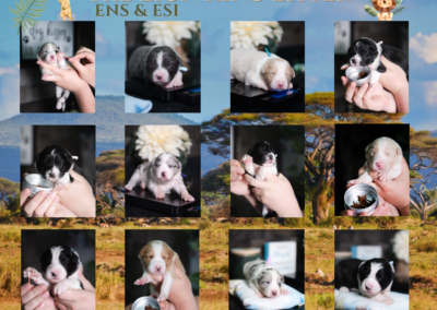 Watch Us Grow! The Lion King Litter, Border Collie Puppies