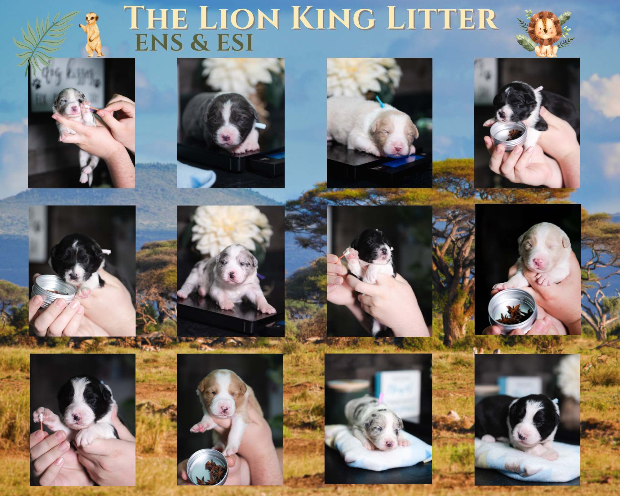 The Lion King Border Collie Puppy Litter ENS & ESI