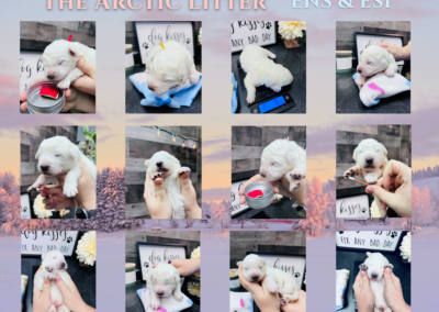 Click Here To Watch Us Grow! The Arctic Litter Maremma Sheepdog Puppy Videos
