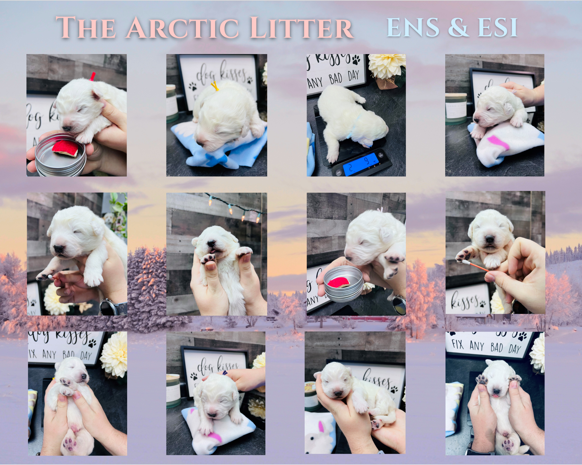 The Maremma Sheepdog Arctic Litter ENS & ESI