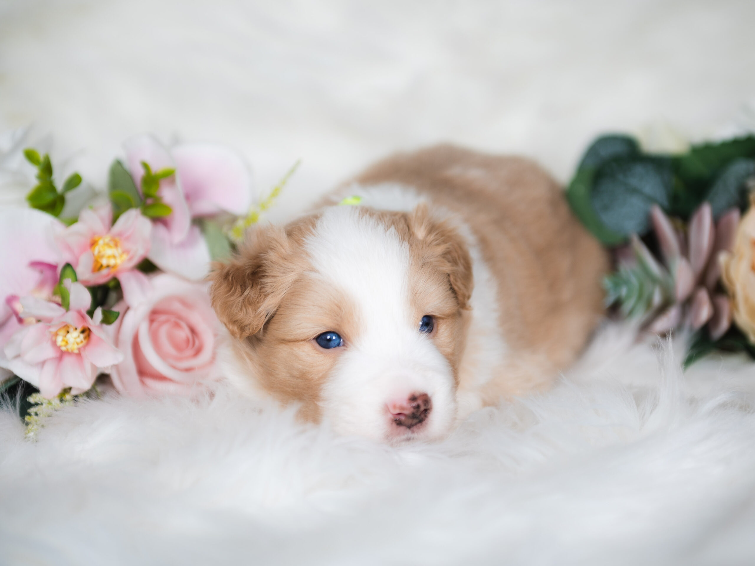 A Border Collie puppy for sale in Florida.