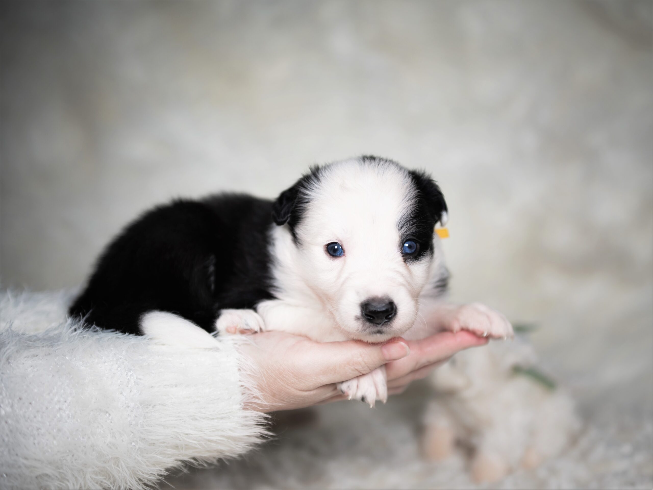 Black and white Border Collie puppy for sale in Florida.